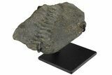 Fossil Hadrosaur (Maiasaura?) Jaw Section - Montana #173489-2